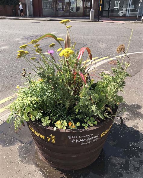 Glasgow Wood Helping To Promote Biodiversity Community Wood Recycling