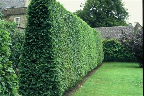 The Best Fast Growing Hedges For Your Garden Take Your Pick From These