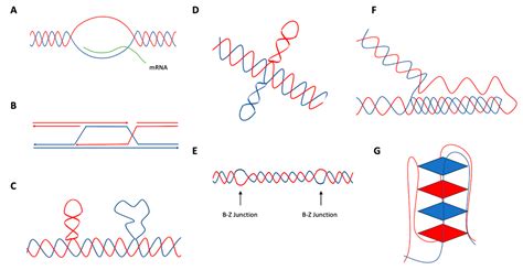 Dna Free Full Text Multi Faceted Roles Of Ercc Xpf Nuclease In