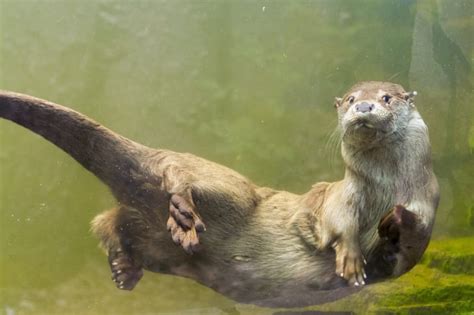 16 Playful Facts About Otters | Mental Floss