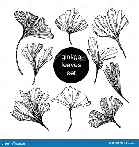 Set Of Ginkgo Biloba Leaf Hand Drawn Contour Line Vector Sketch