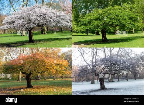 Un Arbre De La Cerise Dans Un Parc De Londres Dans Les Quatre Saisons