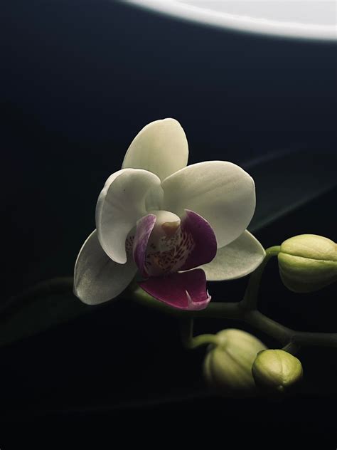 Mystery Orchid finally bloomed😍 : r/orchids