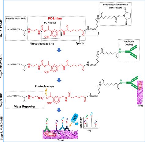 Highly Multiplexed Immunohistochemical Maldi Ms Imaging Of Biomarkers In Tissues Journal Of