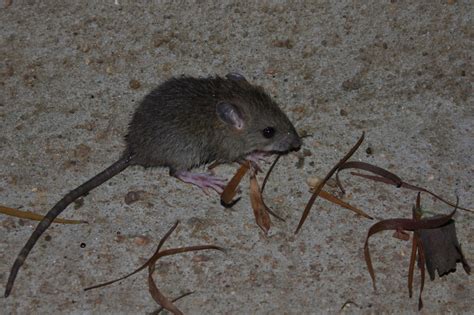 Penjelasan Lengkap Jenis Jenis Tikus Beserta Gambarnya Alif MH