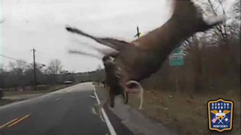 Stray Dog Panics During Rescue Until The Moment She Is Touched