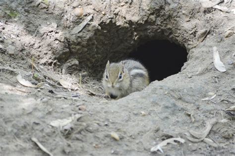 Best Way To Fill Chipmunk Holes - A Pictures Of Hole 2018