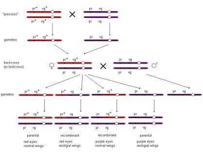 Genetic Map Drosophila