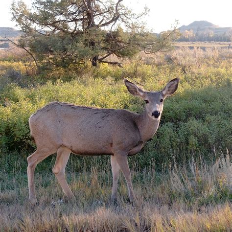 Mule Deer Theodore Roosevelt National Park 10 13 17 Theo Flickr