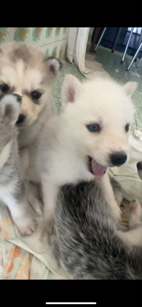 Husky siberiano machos Monção E Troviscoso OLX Portugal