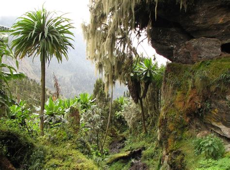 мексиканские джунгли | National parks, Tropical rainforest, Nature