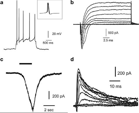 Electrophysiological Properties Of Fully Differentiated Neurons A