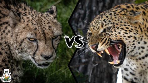 Cheetah Vs Leopard Who Would Win Youtube