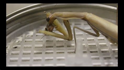 Feeding A Praying Mantis Youtube