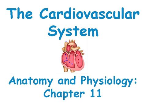 The Cardiovascular System Anatomy And Physiology Chapter 11