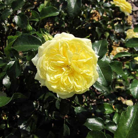Beetrose 'Solero' ® - Rosa 'Solero' ® | Native Plants Pflanzenversand