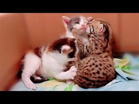 Anak Macan Lucu Sangat Mencintai Adik Angkatnya Yang Seekor Anak Kucing