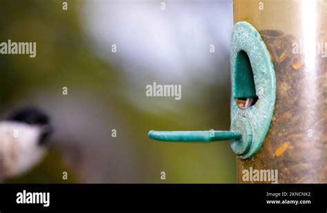 HD Super Slow Motion Macro Footage Of A Bird Flying To A Bird Feeder