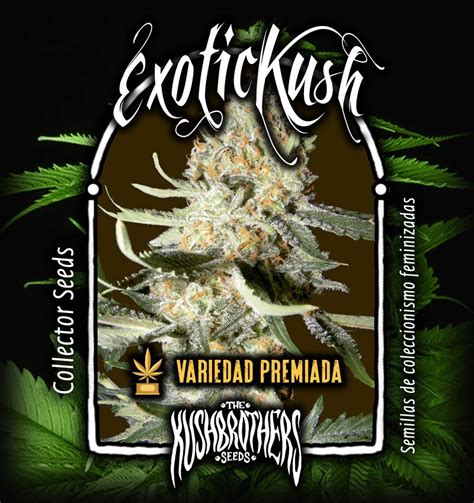 Exotic Kush Sorteninformationen Cannaconnection