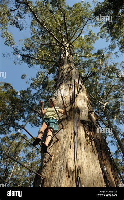 Woman Climbing The Metre Tall Gloucester Tree Pemberton Western