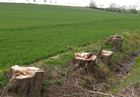 Baumf Llungen Oder Naturschutz Regionalheute De