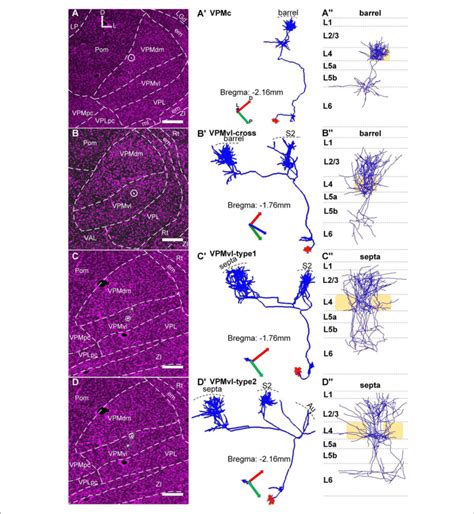 Topographic Organization Of Vpm Thalamocortical Projections A A Download Scientific