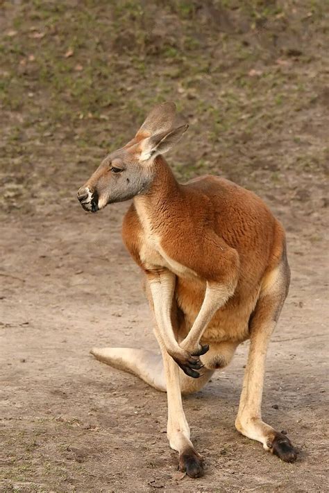 Nền Chuột Túi Kangaroo đen Trắng Hình Chụp Và Hình ảnh Để Tải Về Miễn Phí Pngtree