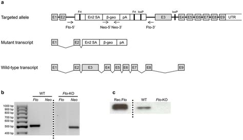 Disruption of the mouse Fto gene. WT wild type; Fto-KO Fto-knockout ...