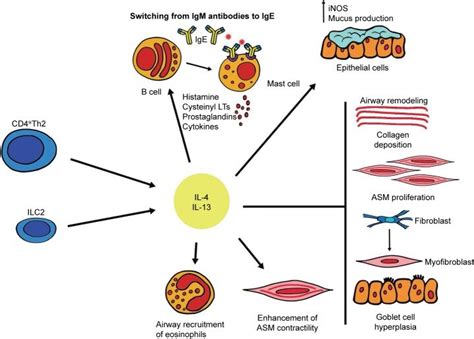 Activation of a heterodimeric receptor complex comprised of the iL-13 ...