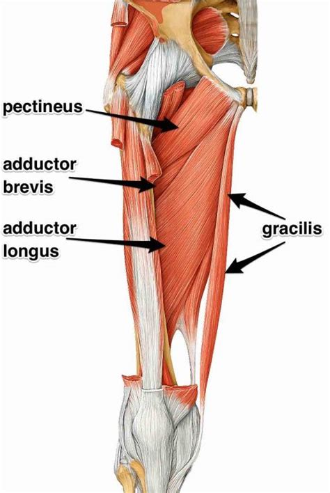 The Adductor Muscles, Their Attachments and Actions | Yoganatomy