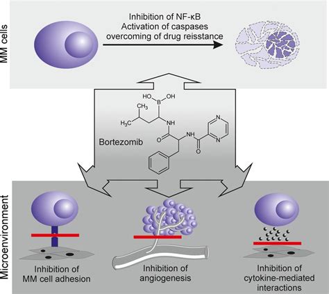 Proteasome Inhibitors Molecular Basis And Current Perspectives In Multiple Myeloma