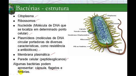 Caracteristicas De Las Bacterias