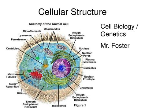 PPT - Cellular Structure PowerPoint Presentation, free download - ID ...