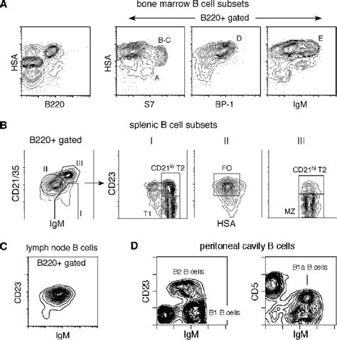 Flow Cytometric Definition Of Murine B Cell Subsets A Early B Cell