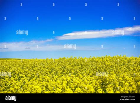 Abeilles De La Terre Banque De Photographies Et Dimages à Haute