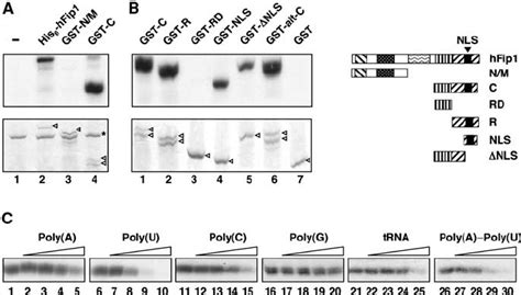 The C Terminal Arginine Rich Domain Of HFip1 Binds To RNA A His 6