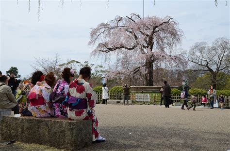 Kyoto Cherry Blossom Spots - Best Views