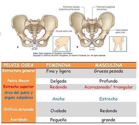 Anatomía UNAM DIFERENCIAS ENTRE PELVIS FEMENINA Y MASCULINA