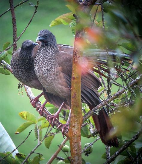 Ortalis Columbiana Guacharaca Colombiana Colombian Chachalaca