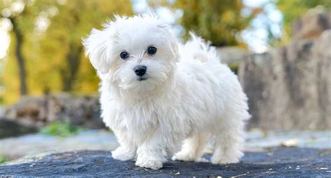 Top 10 Hypoallergenic Dog Breeds