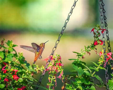 How to attract specific bird species to your landscape