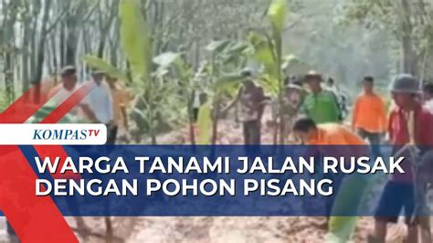 Puluhan Tahun Tak Diperbaiki Warga Tulang Bawang Barat Lampung Tanam