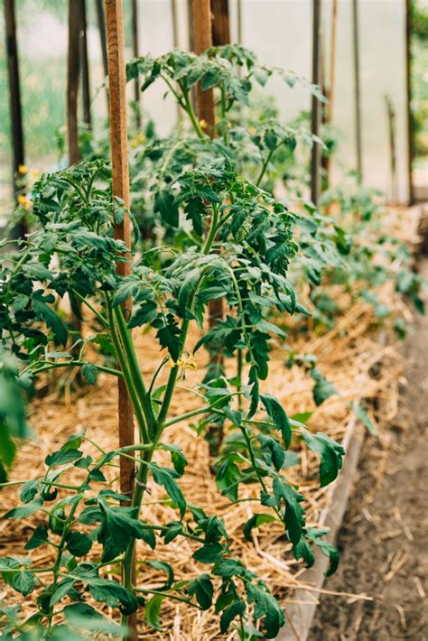 The Complete Guide To Square Foot Gardening For Tomatoes