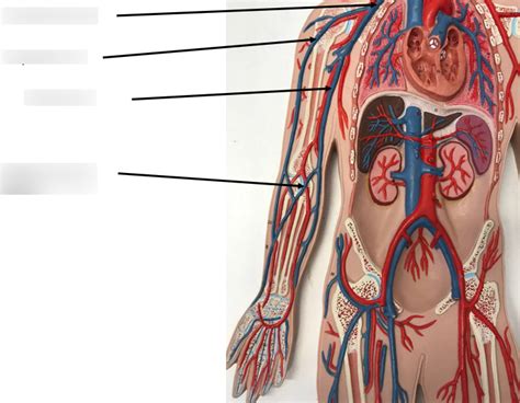 Veins In The Arm Diagram Quizlet