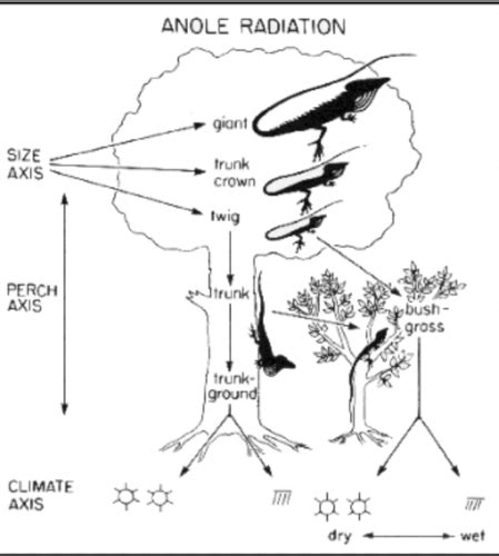 EVOLUTION EXAM 3 STUDY Flashcards | Quizlet 