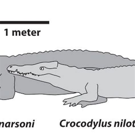 Crocodile Size Comparison