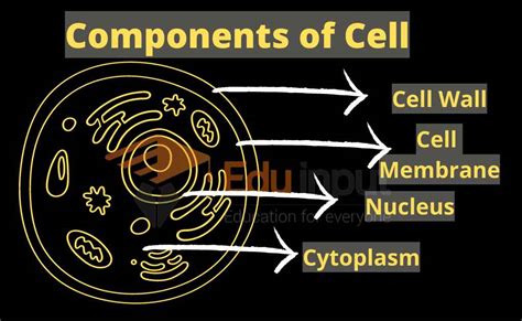 What Is Cell In Biology Definition Types And Examples