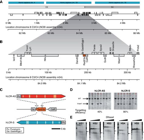 Targeting Of The B Globin Lcr Into The Murine Gene Dense Region 8c3c4