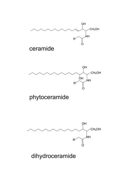 Simple Structure Of Lipids