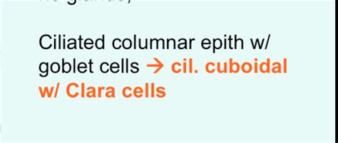 Respiratory Tract Histology Flashcards | Quizlet